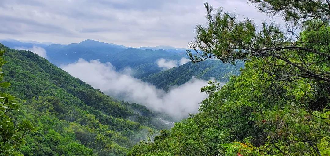 鳳凰山保護(hù)區(qū)首次拍攝到中華穿山甲