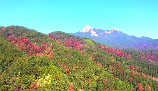 又見新豐紅葉紅！一起走進(jìn)“嶺南紅葉之鄉(xiāng)”