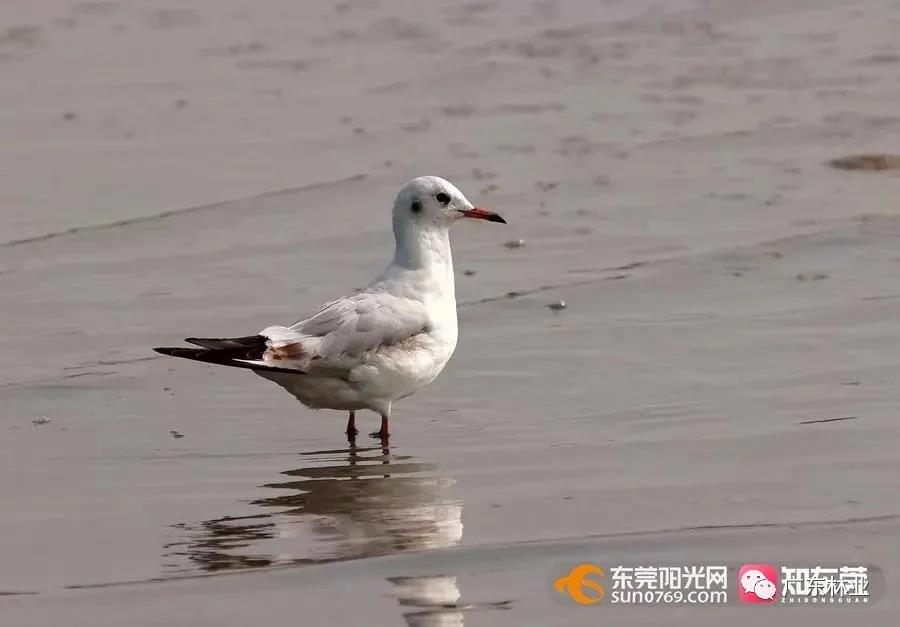 視頻直擊！大批候鳥飛臨東莞！