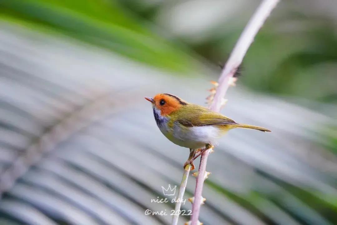 新萌鳥出沒！肇慶這里首次發(fā)現(xiàn)……