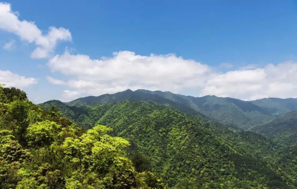 視頻曝光！小靈貓首次現(xiàn)身車八嶺