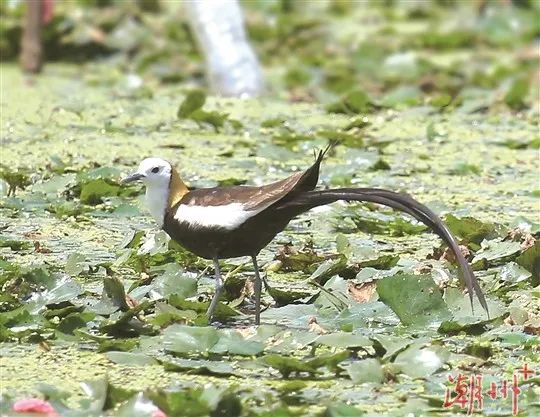 驚喜！“水鳳凰”飛臨潮州！